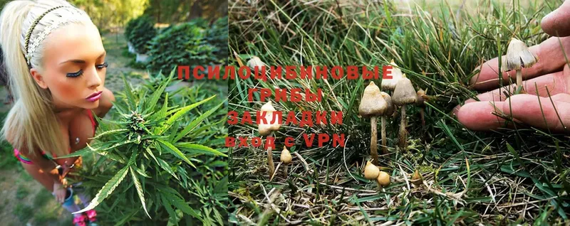 hydra как зайти  Короча  Галлюциногенные грибы Psilocybine cubensis 